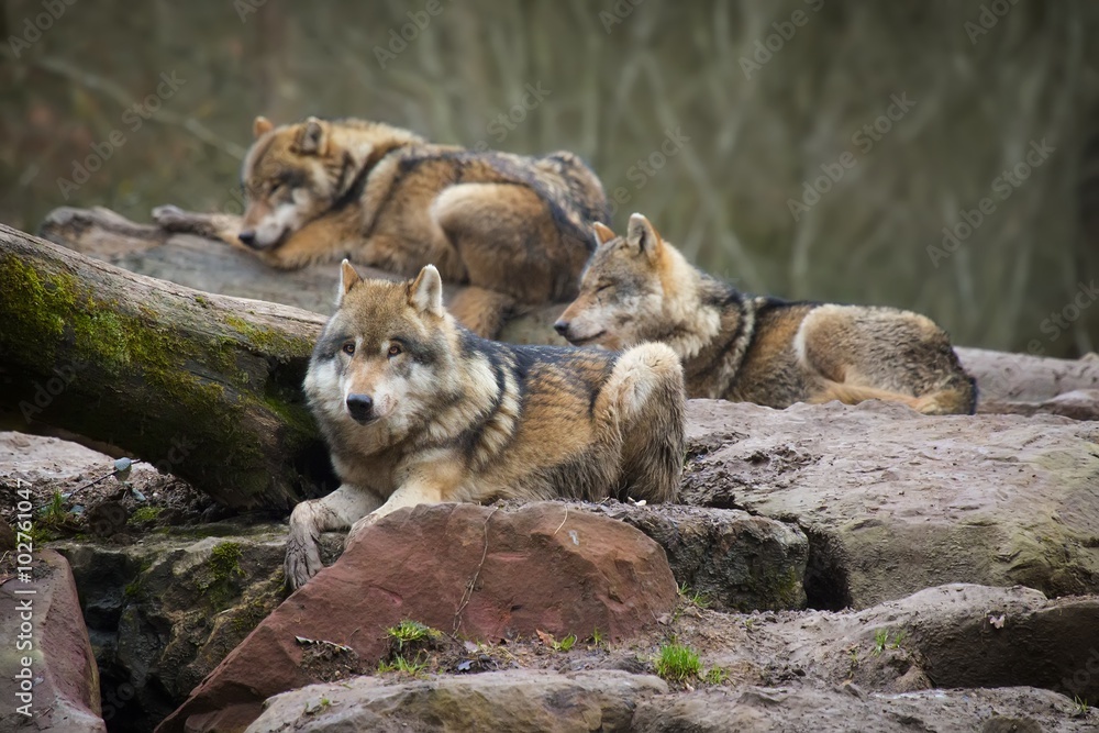 Meute de loups gris