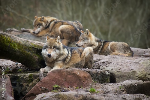 Obraz na płótnie Meute de loups gris w salonie