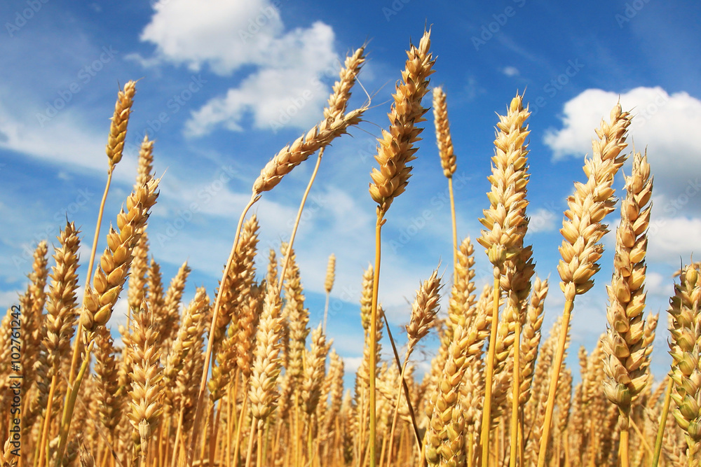 Wheat field Wheat field