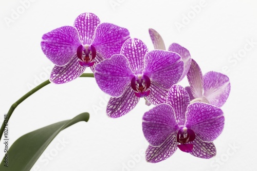 Obraz na płótnie Orchidée w salonie