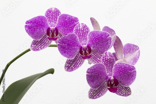 Orchid  e