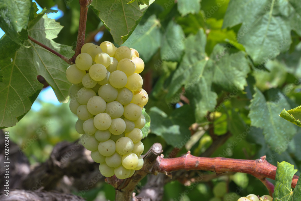 Fototapeta premium Uvas madurando