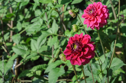 Colorful dahlia flower