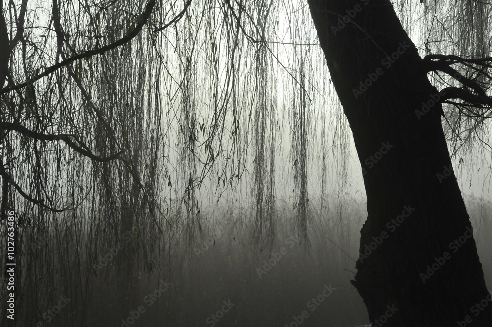 Obraz premium mgła na jeziorem