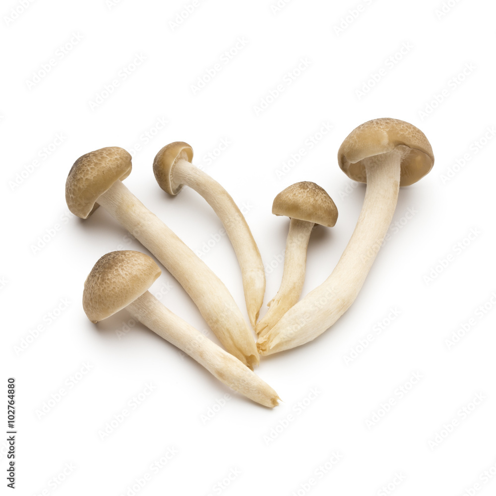 Mushroom on the isolated background. Mushroom on the isolated background.