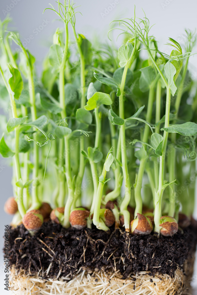 Obraz premium Organic pea sprouts in white backround.