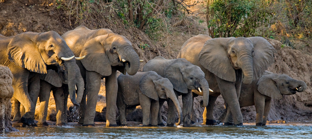 Fototapeta premium Group of elephants standing near the water. Zambia. Lower Zambezi National Park. Zambezi River. An excellent illustration.