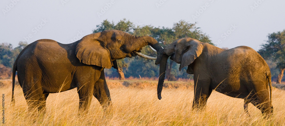 Obraz premium Two elephants playing with each other. Zambia. Lower Zambezi National Park. Zambezi River. An excellent illustration.