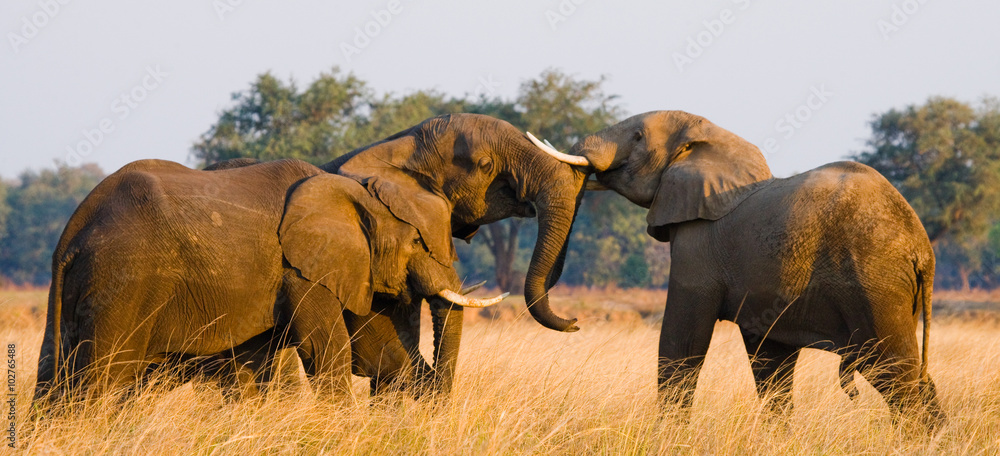 Obraz premium Two elephants playing with each other. Zambia. Lower Zambezi National Park. Zambezi River. An excellent illustration.