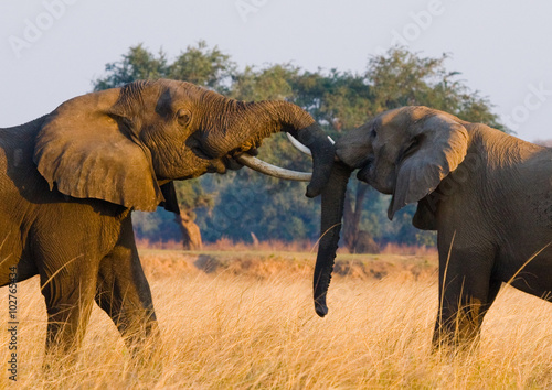 Two elephants playing with each other. Zambia. Lower Zambezi National Park. Zambezi River. An excellent illustration.