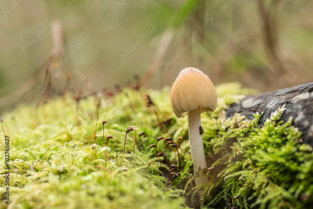 Fairy Inkcap in Woodland (coprinellus disseminatus) Fairy Inkcap in Woodland (coprinellus disseminatus)