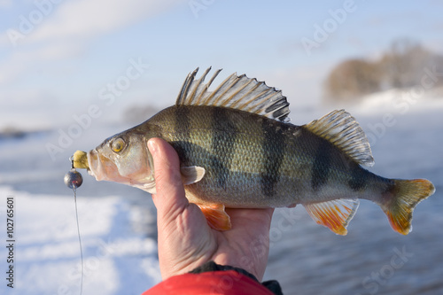 Perch in fisherman's hand