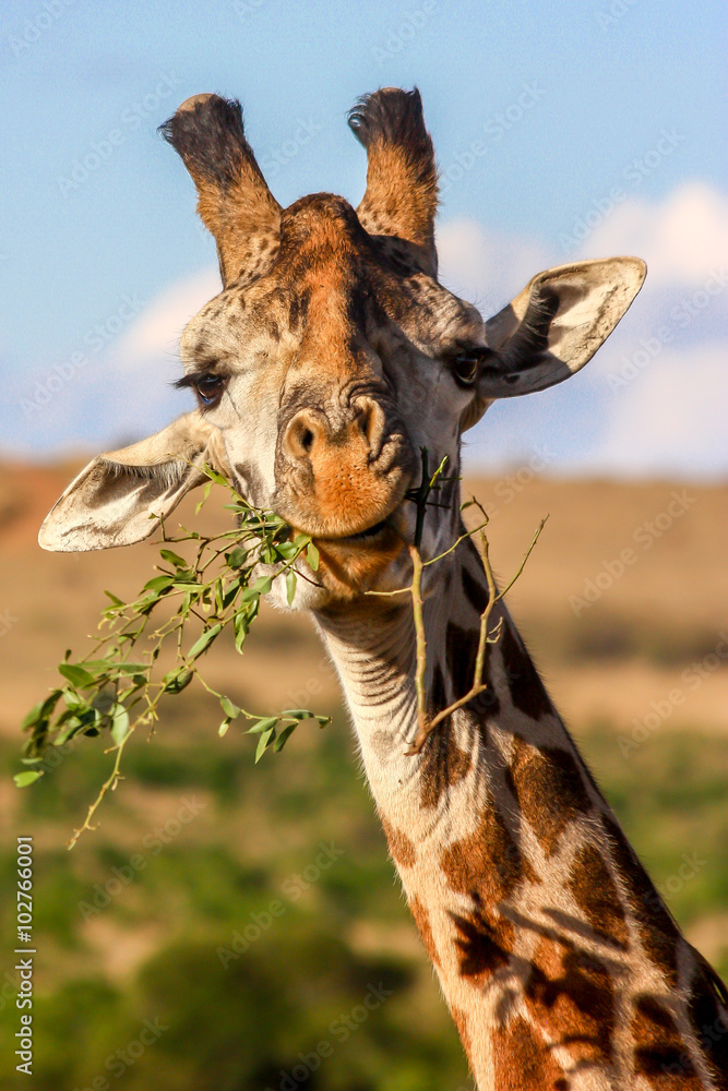Giraffe eating - obrazy, fototapety, plakaty 