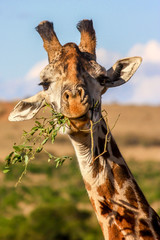 Leinwandbilder Giraffe Fressende Giraffe an Akazienbaum  © hakat