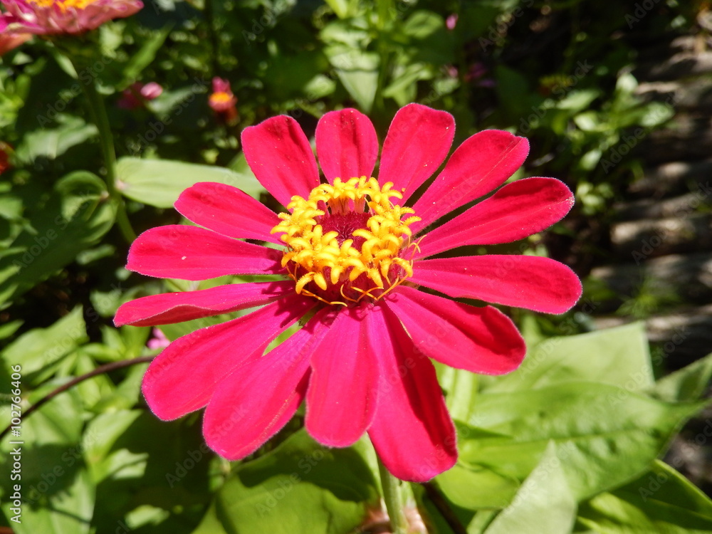 Obraz premium Blooming red daisy flower