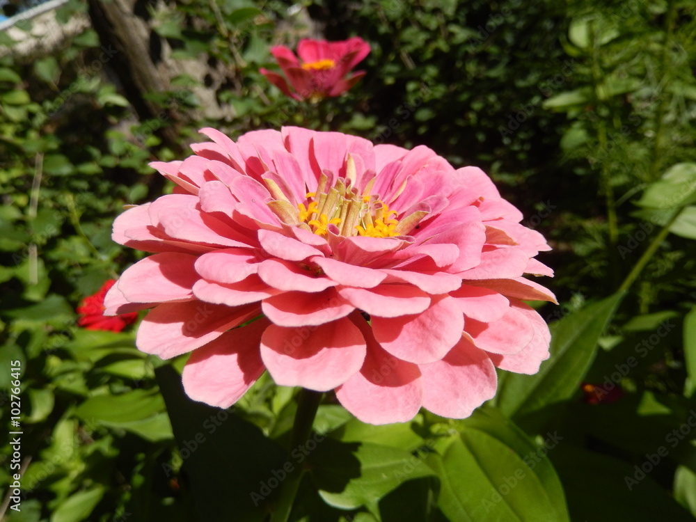 Obraz premium Closeup on pink daisy flower blooming in garden