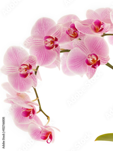 Fototapeta Naklejka Na Ścianę i Meble -  Orchideenast im Gegenlicht