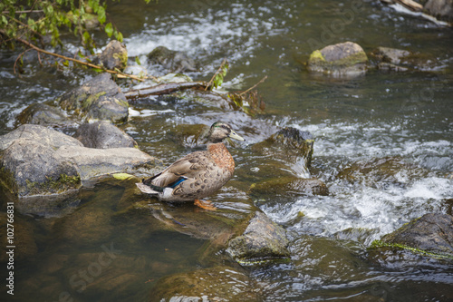 Ente bei den Wasserfällen von Whangarei