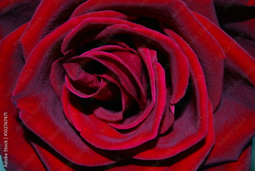beautiful flowers beautiful flowers