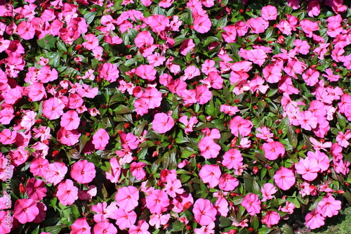 Wallpaper Mural Pink flower bed of New Guinea Impatiens
 Torontodigital.ca
