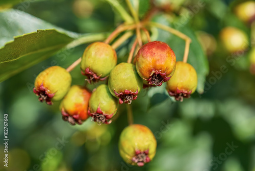 ripening fruits of viburnum closeup