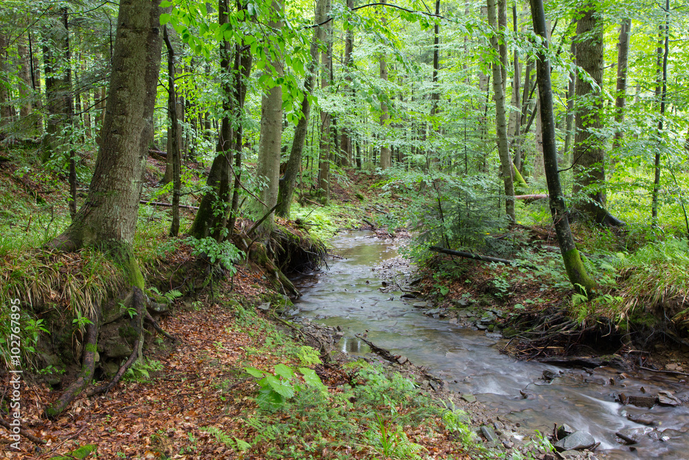 Obraz premium Peaceful forest stream flow down among stones