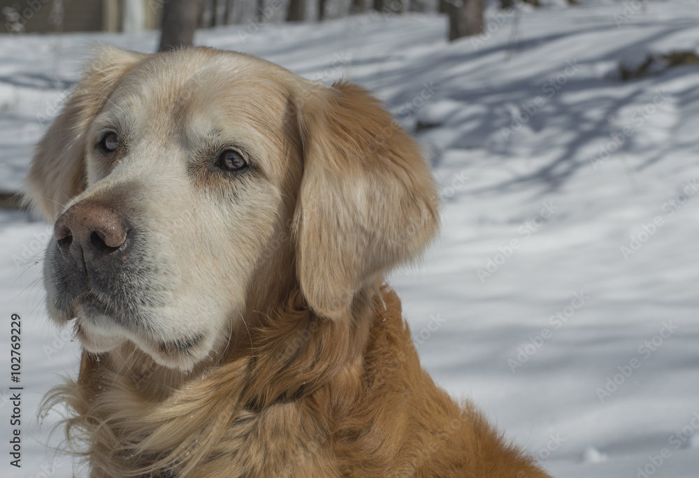 Golden Retriever on white snow