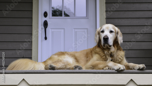 Quadro em tela golden guarding the door
