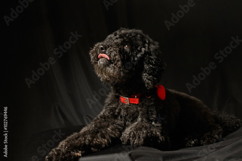 Black poodle lying on the  black background