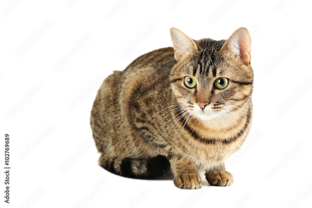 Fototapeta premium Beautiful cat isolated on a white