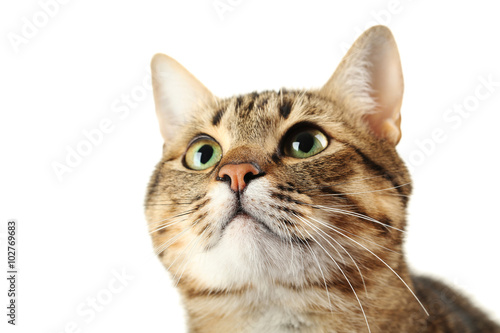 Beautiful cat isolated on a white background