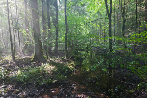 Summertime sunrise in wet stand of Bialowieza Forest