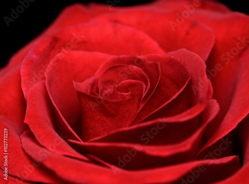 Vibrant fresh red rose isolated on black macro photo  Red rose