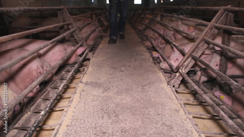 Pig Animal Farm photo