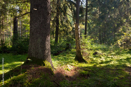 Old coniferous stand of Bialowieza Forest in summer morning photo