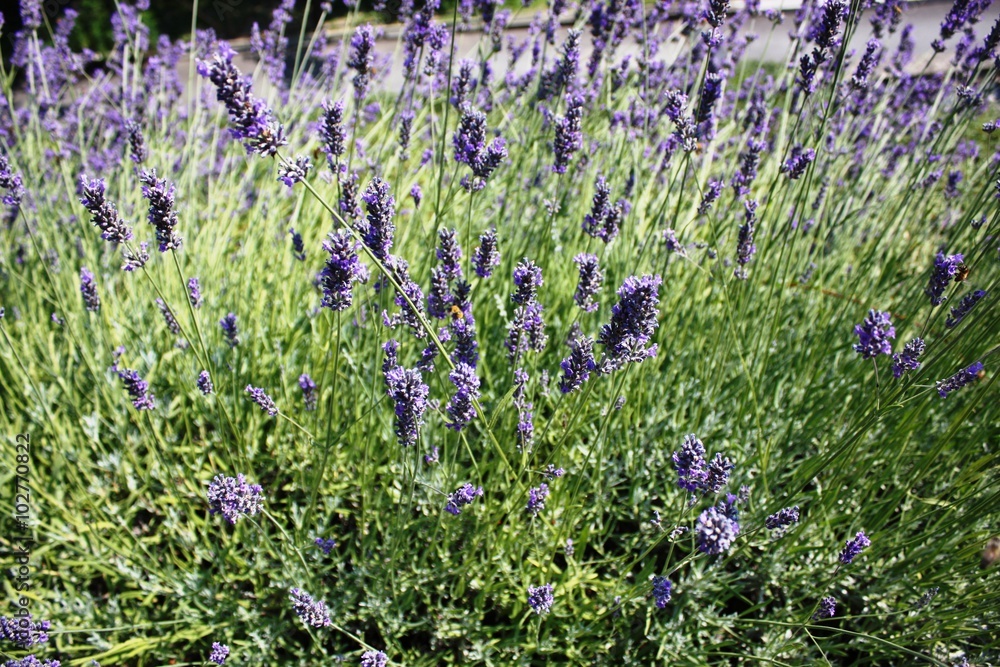 Naklejka premium Lavandula angustifolia in summer