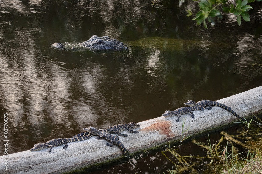 Fototapeta premium Momma Alligator keeping an eye on me while I photograph her babies.