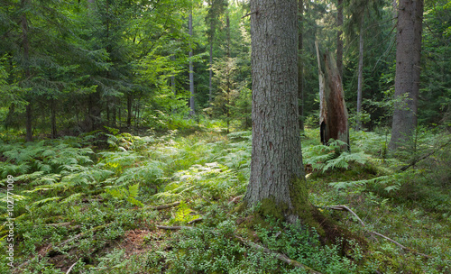 Norwegian Spruce trees in afternoon sunlight