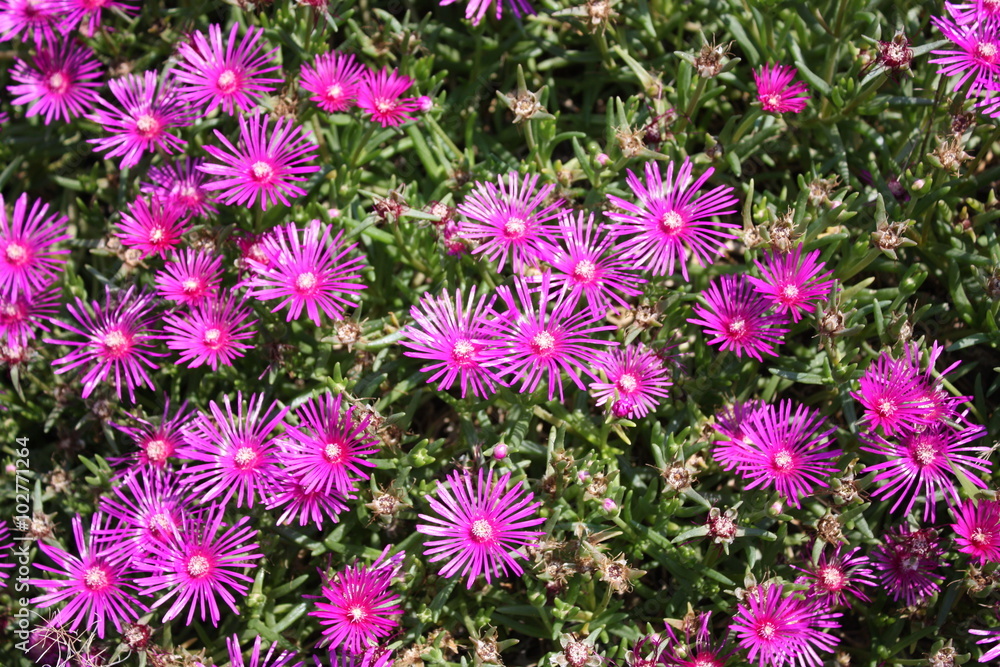 Flowering Mesembryanthemum in summer Flowering Mesembryanthemum in summer