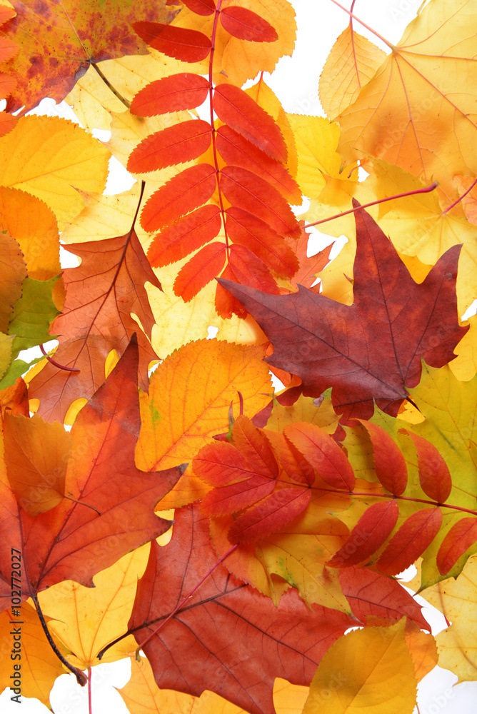 Fototapeta premium Autumn leaves, close-up