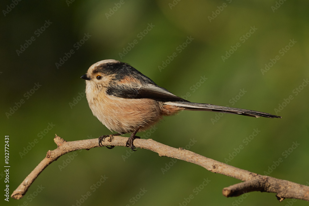 Fototapeta premium Beautiful long-tailed tit