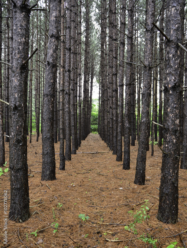 Naklejka premium pine plantation