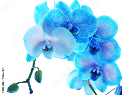 Fototapeta Naklejka Na Ścianę i Meble -  Beautiful blue orchid flower isolated on white background