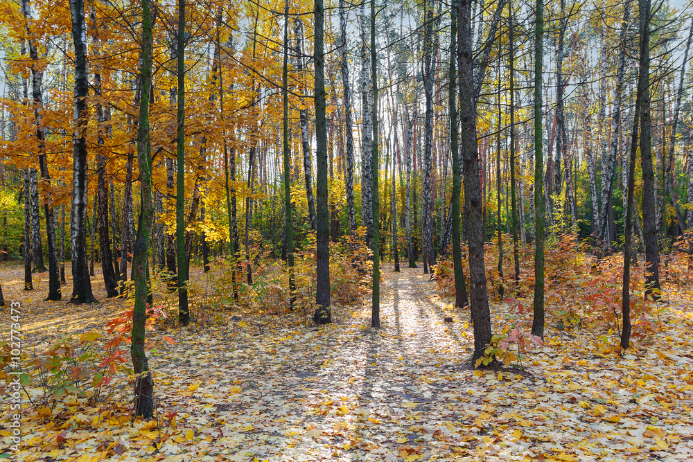 Colorful trees and fallen leaves in autumn park Colorful trees and fallen leaves in autumn park