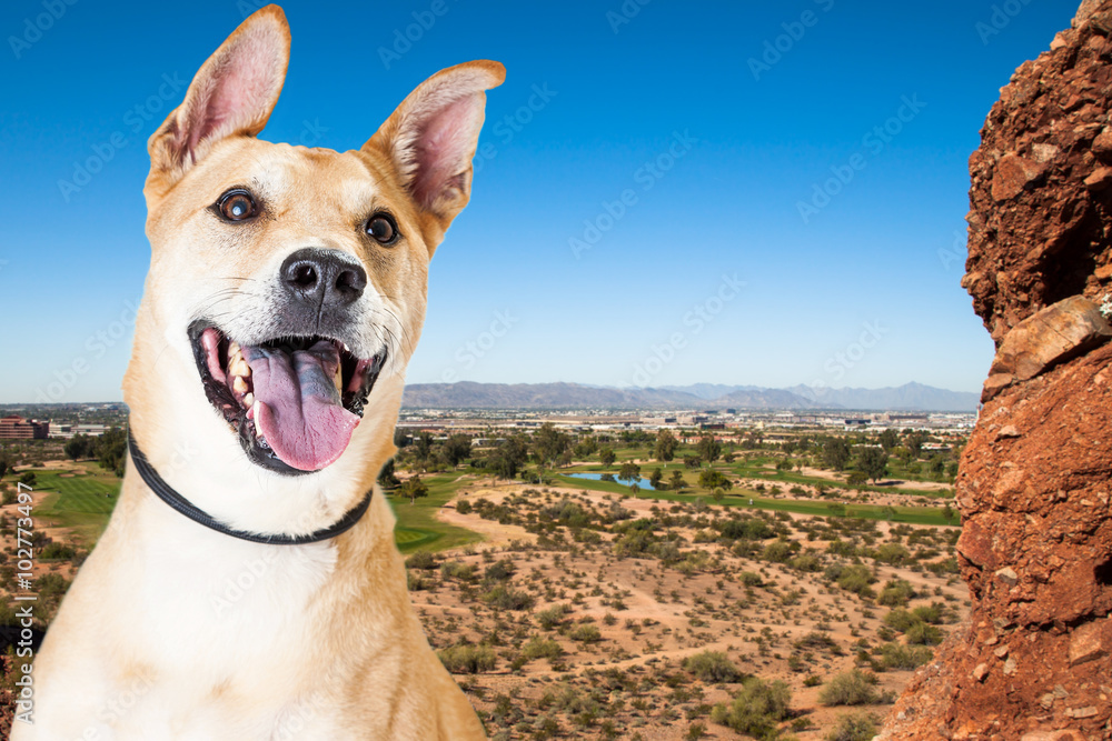Happy Dog Overlooking Phoenix Arizona Happy Dog Overlooking Phoenix Arizona