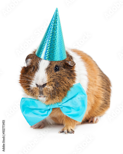 Guinea Pig Dressed For Birthday Party