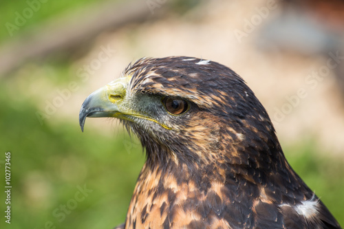 Golden Eagle, Germany