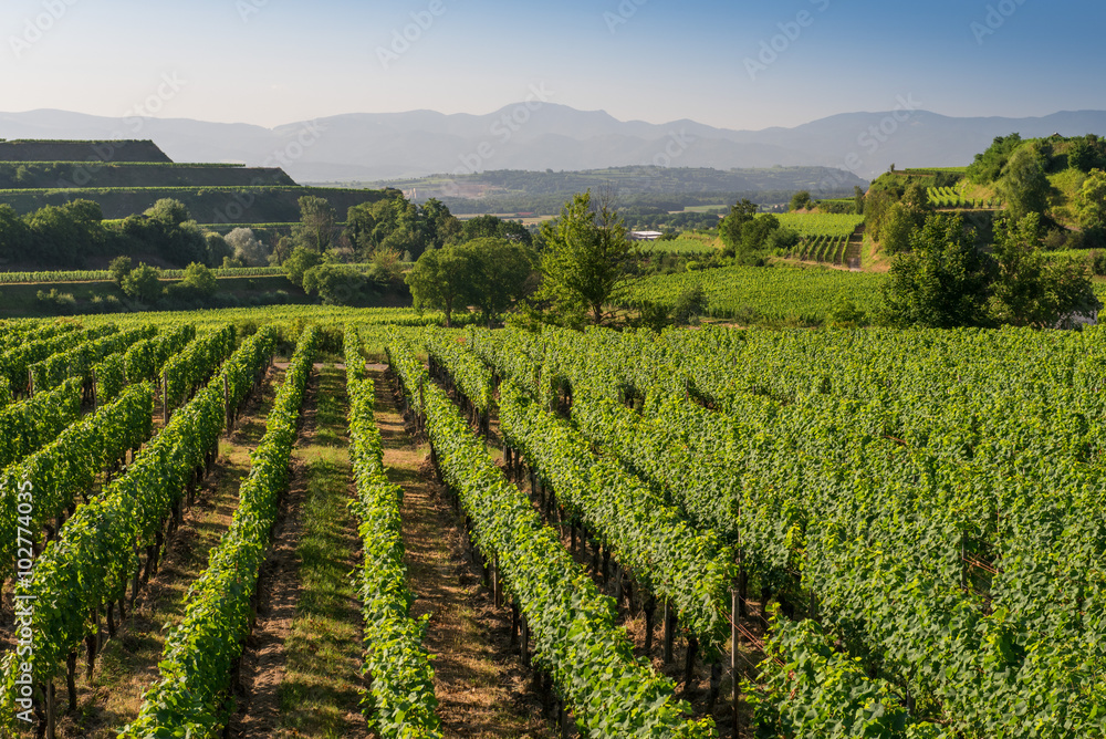 Beautiful Vineyard Terraces In Ihringen, South Germany