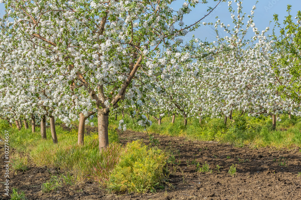 Blooming apple orchard on a sunny spring day
