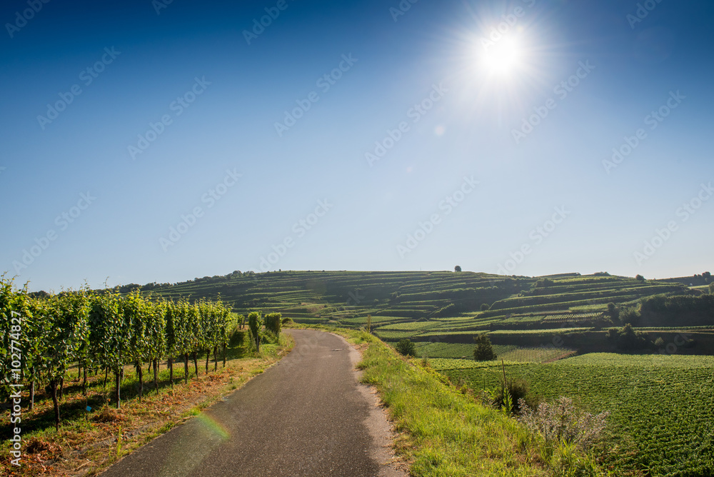 Fototapeta premium Beautiful Vineyard Landscape In Ihringen, South Germany